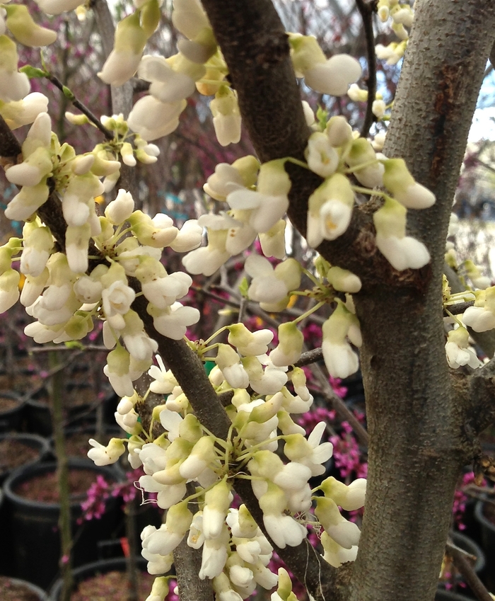 'Royal White' Redbud - Cercis canadensis from Roots Garden Center Inc