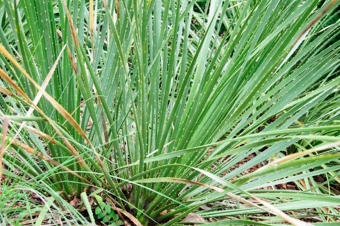 Green Desert Spoon - Dasylirion texanum from Roots Garden Center Inc