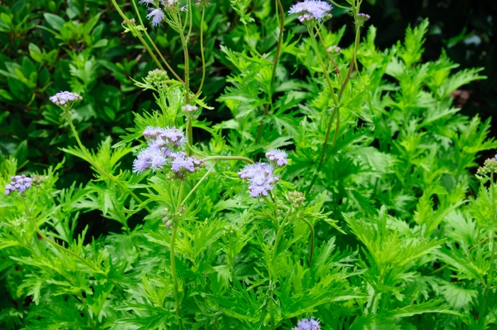 Gregg's Mist Flower - Conoclinium greggii from Roots Garden Center Inc