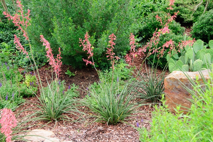 Red Yucca - Hesperaloe parviflora from Roots Garden Center Inc