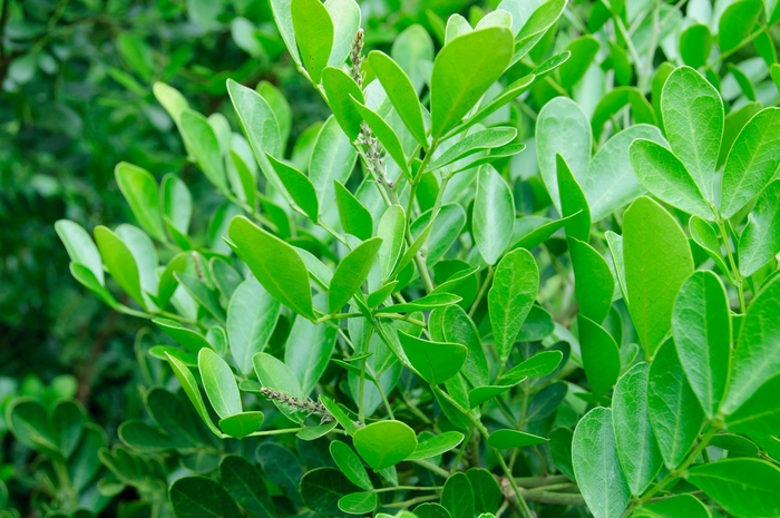 Texas Mountain Laurel - Sophora secundiflora from Roots Garden Center Inc