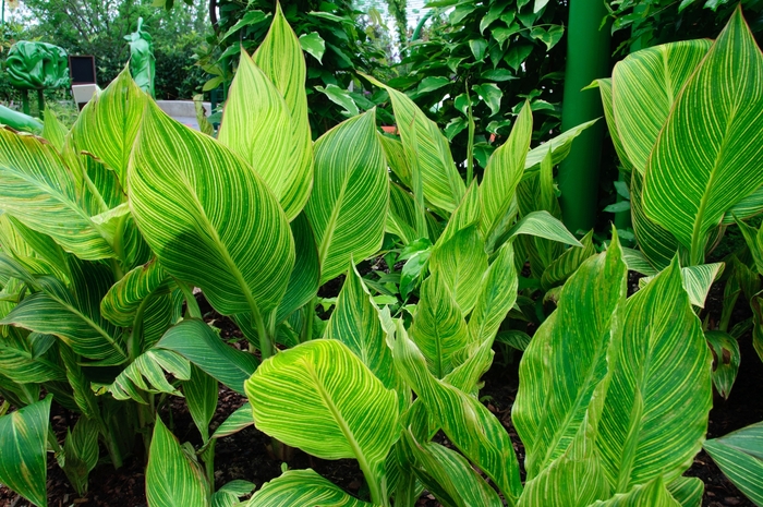 Canna Lily - Canna from Roots Garden Center Inc