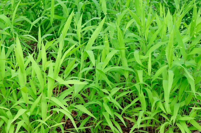 Northern Sea Oats - Chasmanthium latifolium from Roots Garden Center Inc