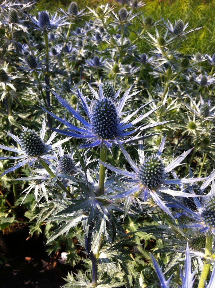 'Big Blue' Sea Holly - Eryngium zabellii from Roots Garden Center Inc
