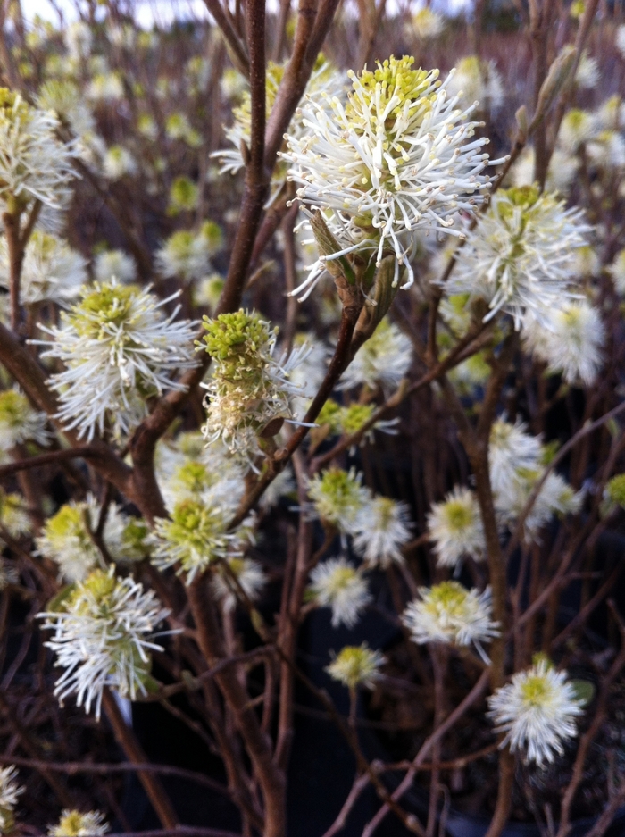'Mount Airy' Mount Airy Fothergilla - Fothergilla major from Roots Garden Center Inc