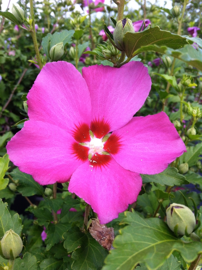 'Aphrodite' Rose of Sharon - Hibiscus syriacus from Roots Garden Center Inc