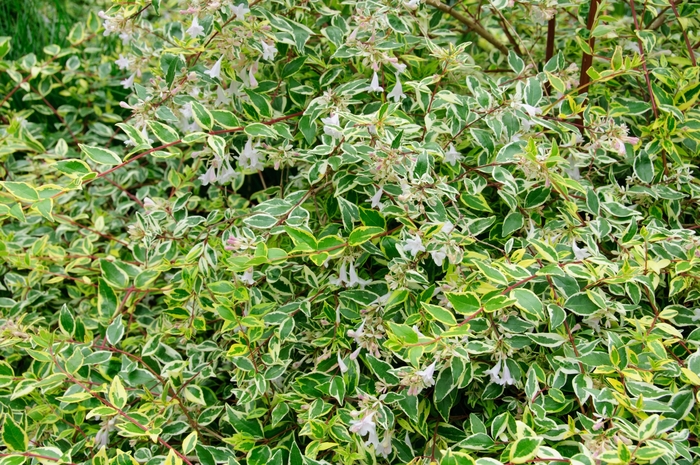 'Twist of Lime™' Glossy Abelia - Abelia x grandiflora from Roots Garden Center Inc