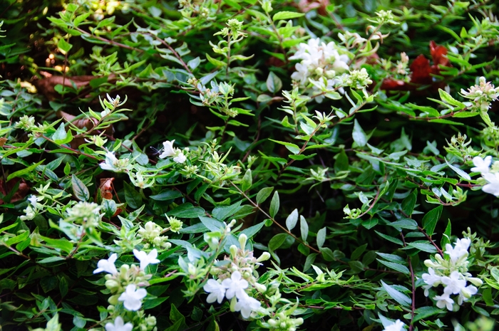 'Sherwoodii' Glossy Abelia - Abelia x grandiflora from Roots Garden Center Inc