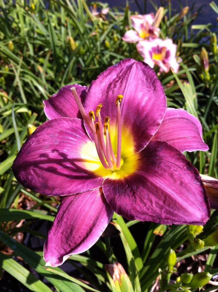 Daylily - Hemerocallis 'Chicago Royal Robe' from Roots Garden Center Inc