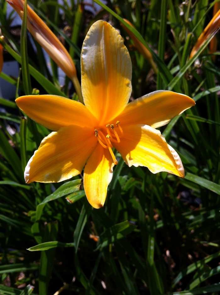'Aztec Gold' Daylily - Hemerocallis from Roots Garden Center Inc