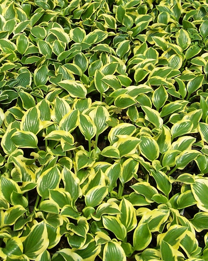 'Queen Josephine' Hosta, Plantain Lily - Hosta from Roots Garden Center Inc