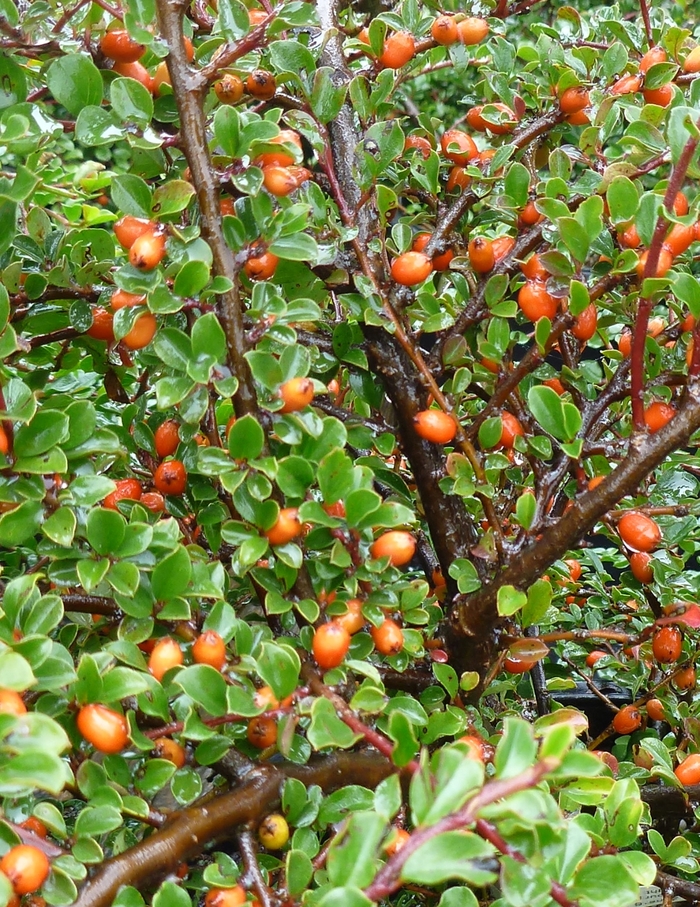 Rock Spray Cotoneaster - Cotoneaster horizontalis from Roots Garden Center Inc
