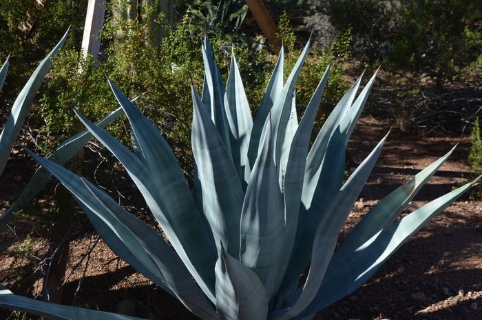 Weber Agave - Agave weberi from Roots Garden Center Inc