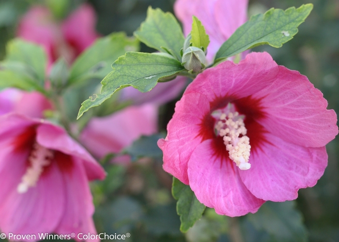 'Lil' Kim® Red' Rose of Sharon - Hibiscus syriacus from Roots Garden Center Inc