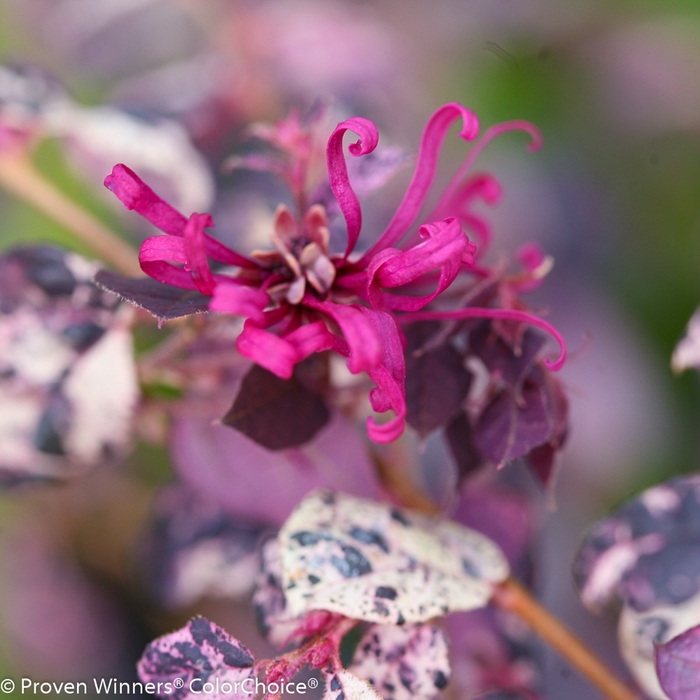'Jazz Hands Variegated®' Chinese Fringe-Flower - Loropetalum chinense from Roots Garden Center Inc