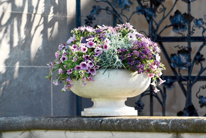 Flossflower - Ageratum hybrid 'Artist® Purple' from Roots Garden Center Inc