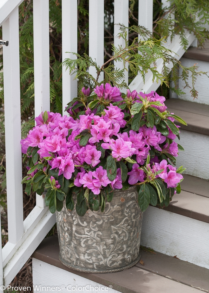 Bloom-A-Thon® Lavender - Rhododendron hybrid from Roots Garden Center Inc