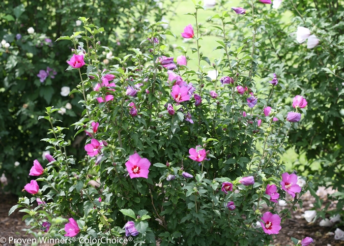 'Lil' Kim® Violet' Rose of Sharon - HIbiscus syriacus from Roots Garden Center Inc