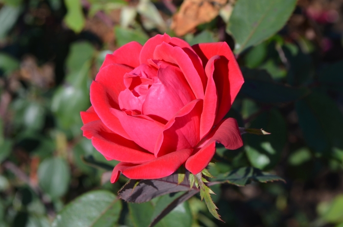 Double Red Knock Out® - Rosa 'Radtko' PP16202, CPBR 3104 from Roots Garden Center Inc