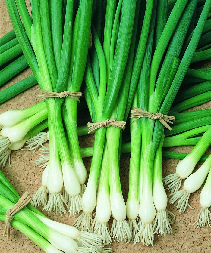 Bunching Onion - Allium fistulosum 'Warrior' from Roots Garden Center Inc