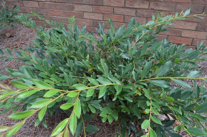 'Vintage Jade' - Distylium from Roots Garden Center Inc