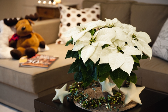 'Glace' - White Poinsettia from Roots Garden Center Inc