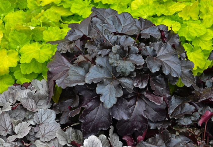 Primo® 'Black Pearl' - Heuchera (Coral Bells) from Roots Garden Center Inc