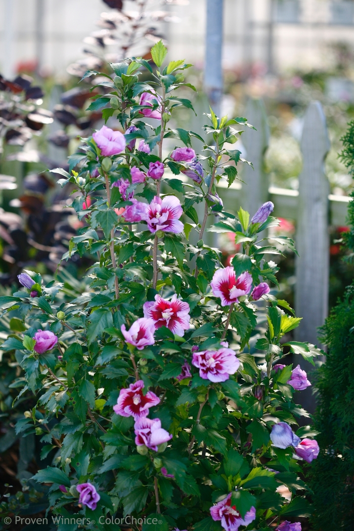 'Purple Pillar®' Rose of Sharon - Hibiscus syriacus from Roots Garden Center Inc