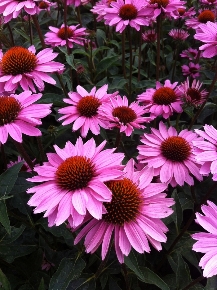 Big Sky™ 'Double Pink' - Echinacea purpurea (Coneflower) from Roots Garden Center Inc