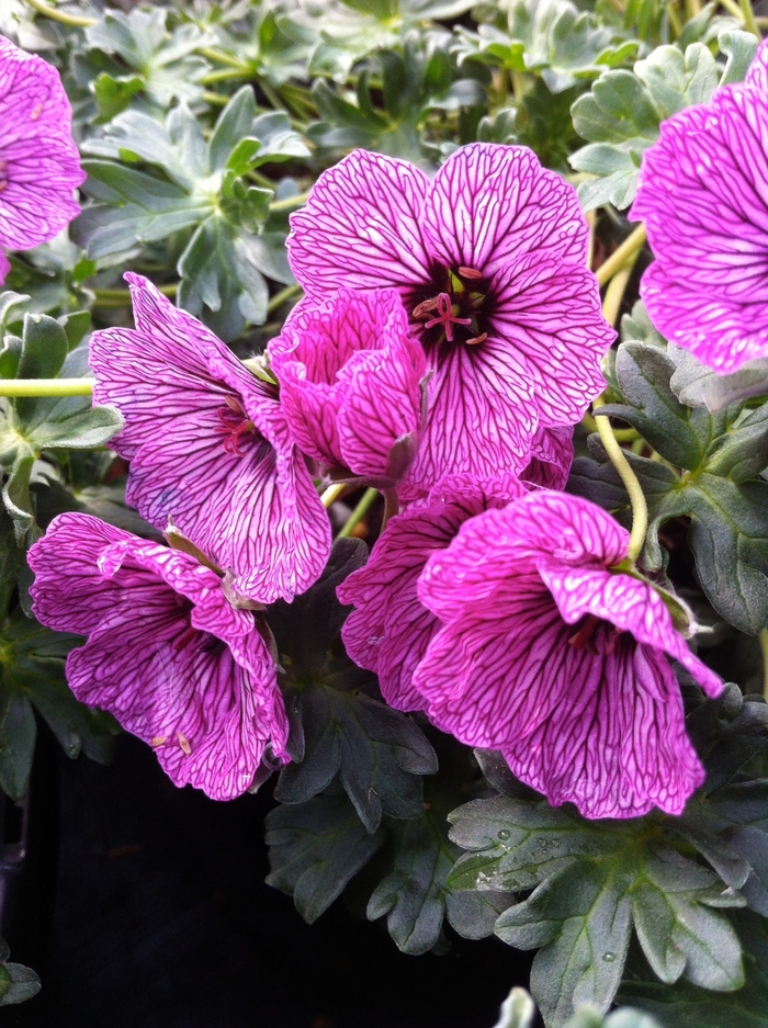Dwarf Cransebill - Geranium cinereum 'Lawrence Flatman' from Roots Garden Center Inc