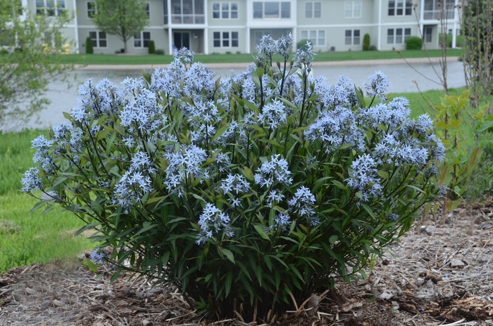 Amsonia 'Storm Cloud' - Amsonia tabernaemontana 'Storm Cloud' (Bluestar) from Roots Garden Center Inc