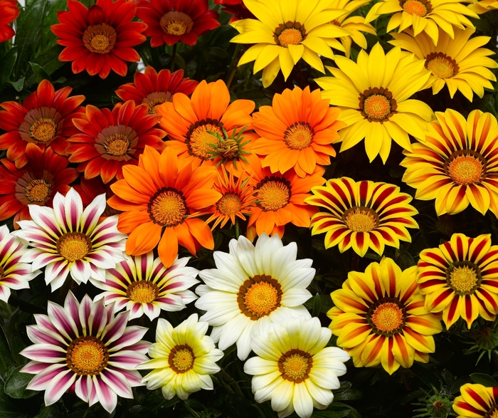 Big Kiss™ 'Mix' - Gazania rigens (Treasure Flower) from Roots Garden Center Inc