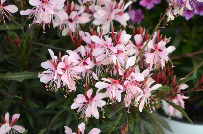 'Graceful Pink' - Gaura lindheimeri from Roots Garden Center Inc