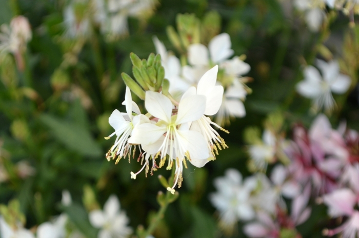 'Graceful White' - Gaura lindheimeri from Roots Garden Center Inc