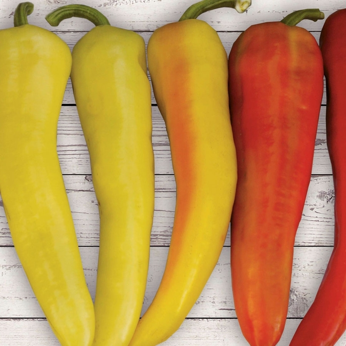 Anaheim Chili Pepper - Capsicum annum 'Anaheim' from Roots Garden Center Inc