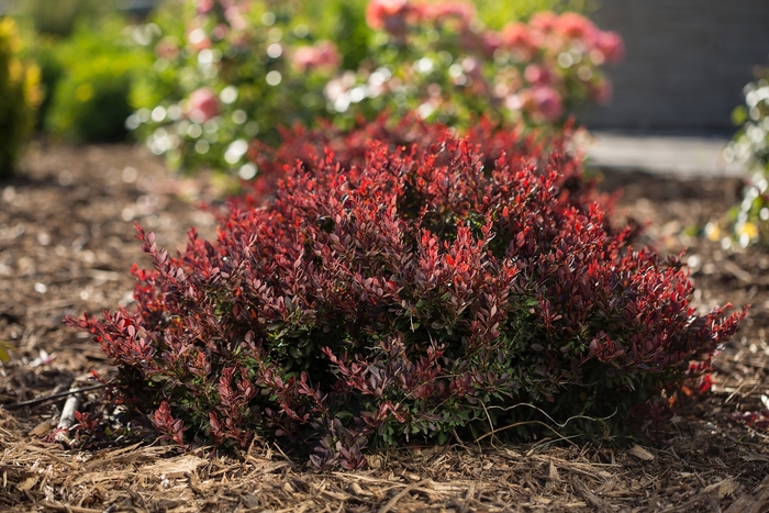 Lambrusco™ Barberry - Berberis thunbergii BailElla from Roots Garden Center Inc