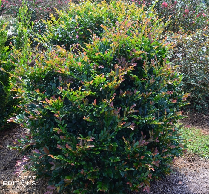 Linebacker™ - Distylium from Roots Garden Center Inc