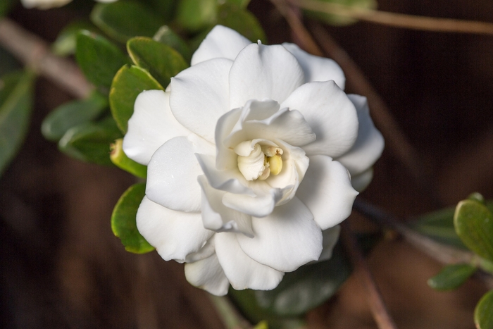 'Double Mint' - Gardenia jasminoides from Roots Garden Center Inc