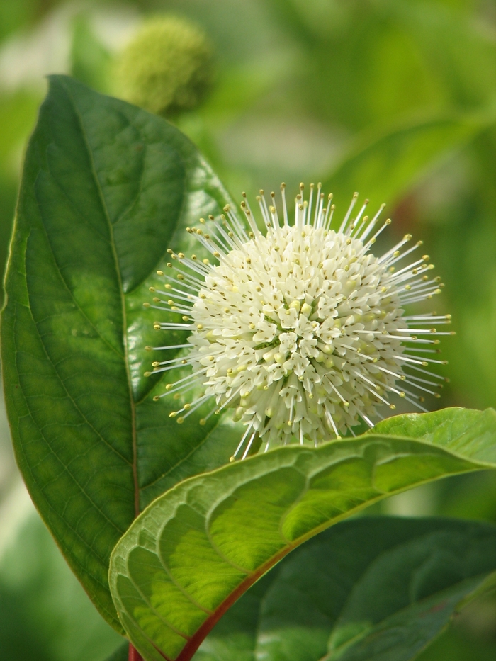 'Fiber Optics®' Buttonbush - Cephalanthus occidentalis from Roots Garden Center Inc