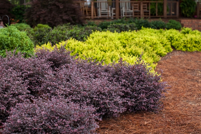 'Crimson Fire™' Chinese Fringe-flower - Loropetalum chinense var. rubrum from Roots Garden Center Inc