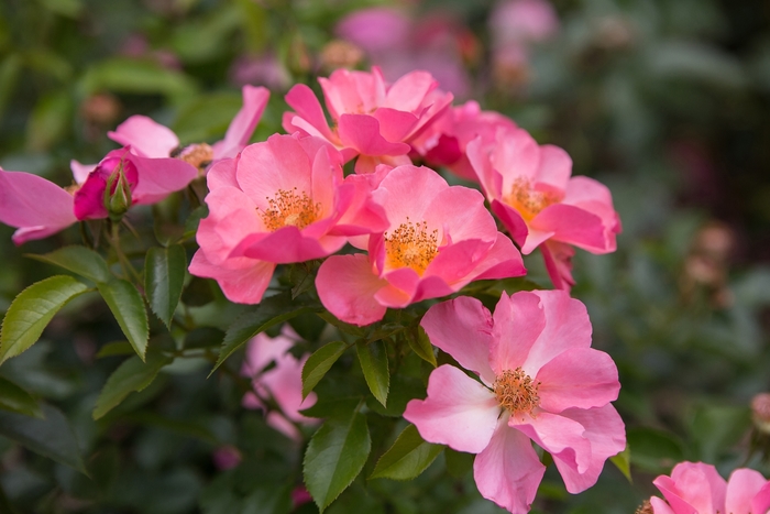 Easy Elegance® 'All the Rage' - Rosa 'BAIrage' PP19945 from Roots Garden Center Inc