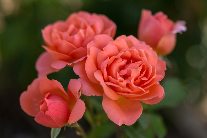 Easy Elegance® Sweet Fragrance - Rosa (Rose) from Roots Garden Center Inc