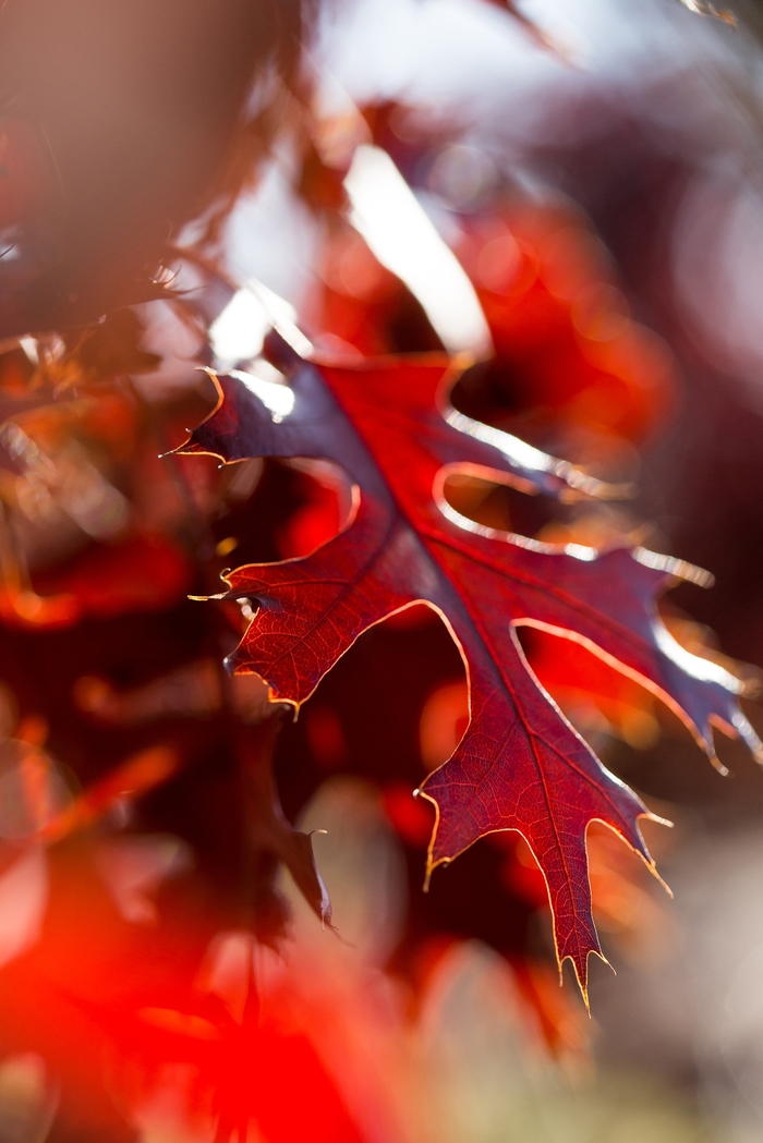 Majestic Skies™ Northern Pin Oak - Quercus ellipsoidalis from Roots Garden Center Inc