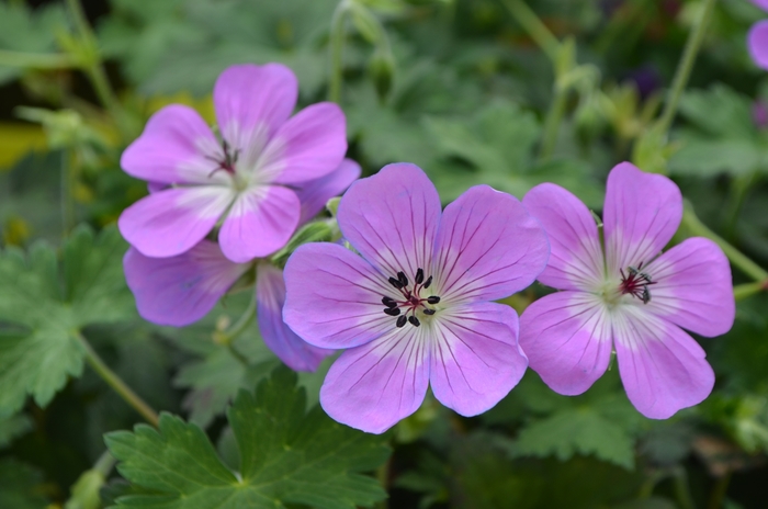 Cranesbill - Geranium 'Bloom Time' from Roots Garden Center Inc