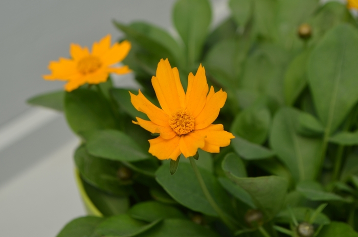 'Nana' Tickseed - Coreopsis auriculata from Roots Garden Center Inc