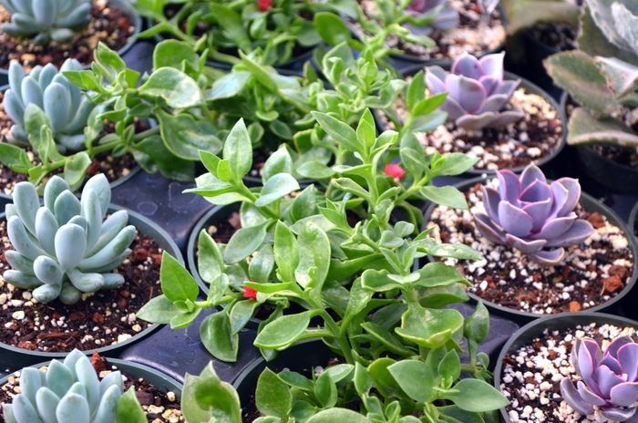 'Red Apple' Ice Plant - Aptenia cordifolia from Roots Garden Center Inc