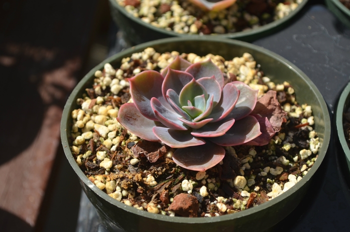 Echeveria - Echeveria 'Cassyz Winter' from Roots Garden Center Inc