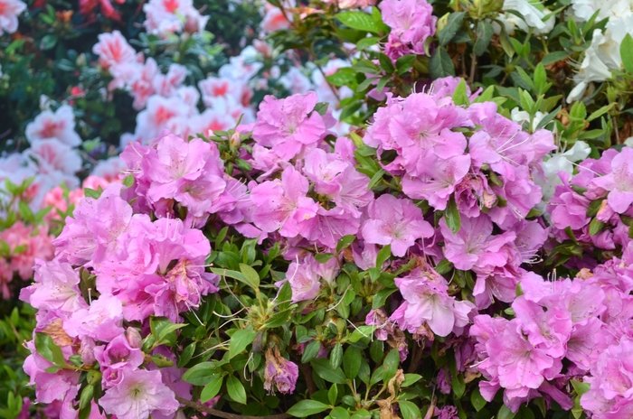 Encore® 'Autumn Lilac®' - Rhododendron (Azalea) from Roots Garden Center Inc