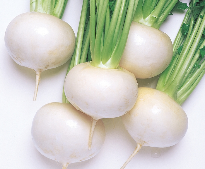 Turnip - Brassica 'Tokyo Cross' from Roots Garden Center Inc