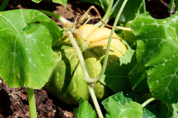'Fairytale' Pumpkin - Cucurbita moschata from Roots Garden Center Inc